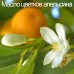 Аромат для спа-бассейна  Camylle Цветок апельсина 5 л